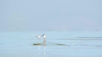 昆明海鸥戏水实拍素材视频的预览图